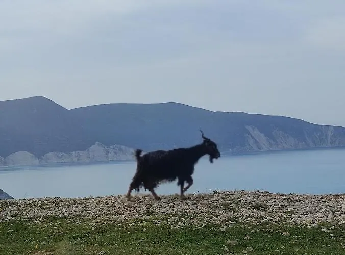 Semesterbostad Dina's House *